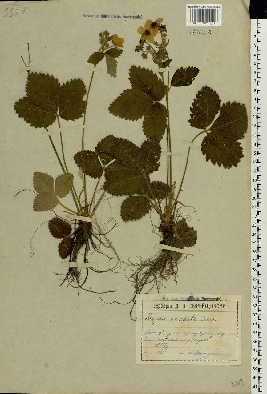 Fragaria moschata Duchesne, Eastern Europe, Moscow region (E4a) (Russia)