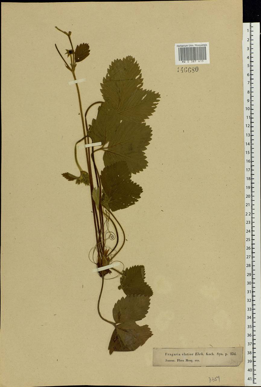 Fragaria moschata Duchesne, Eastern Europe, Moscow region (E4a) (Russia)