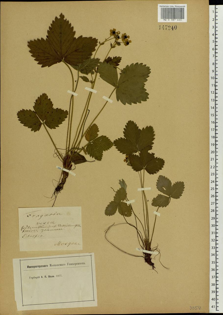 Fragaria moschata Duchesne, Eastern Europe, Moscow region (E4a) (Russia)