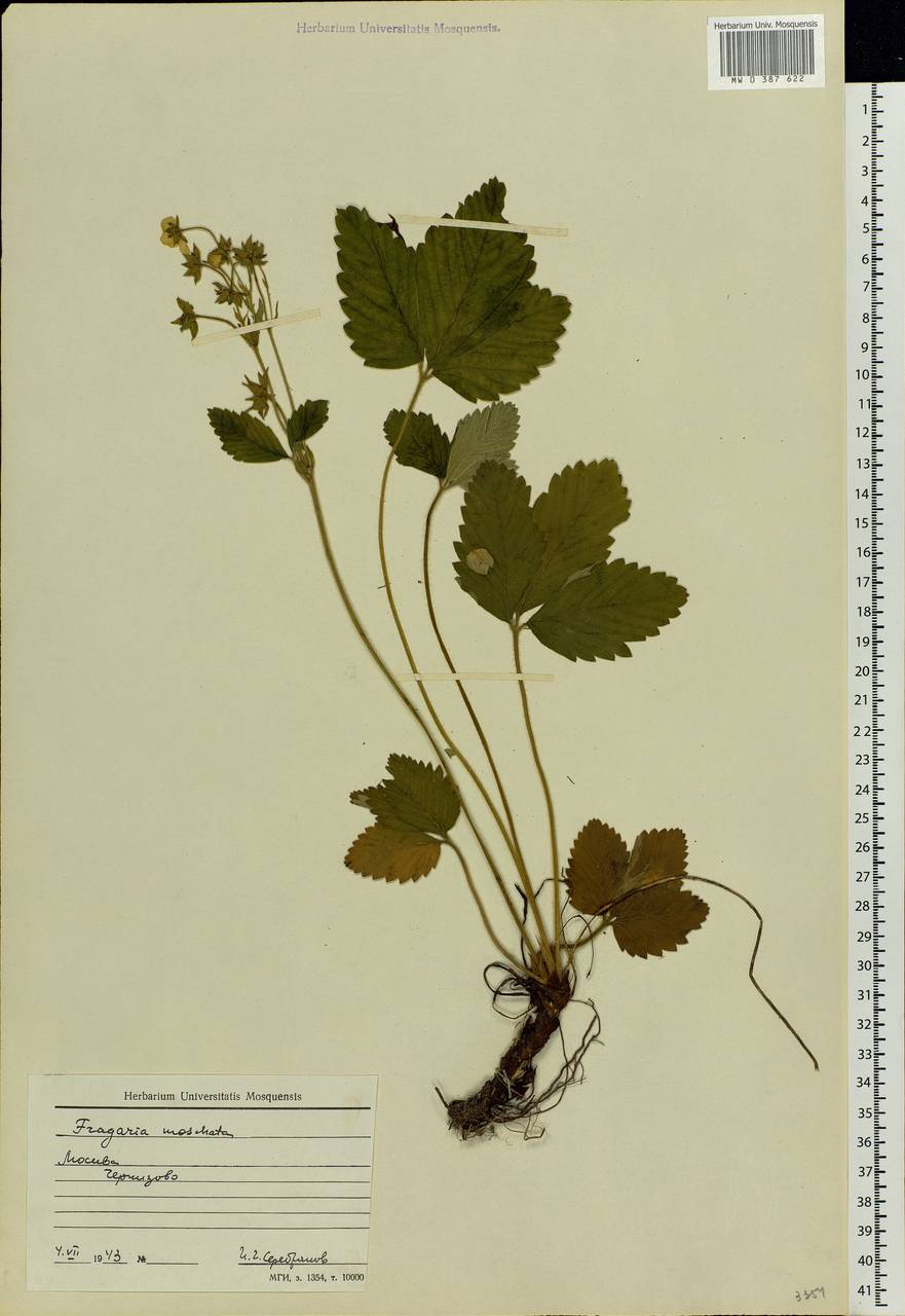 Fragaria moschata Duchesne, Eastern Europe, Moscow region (E4a) (Russia)