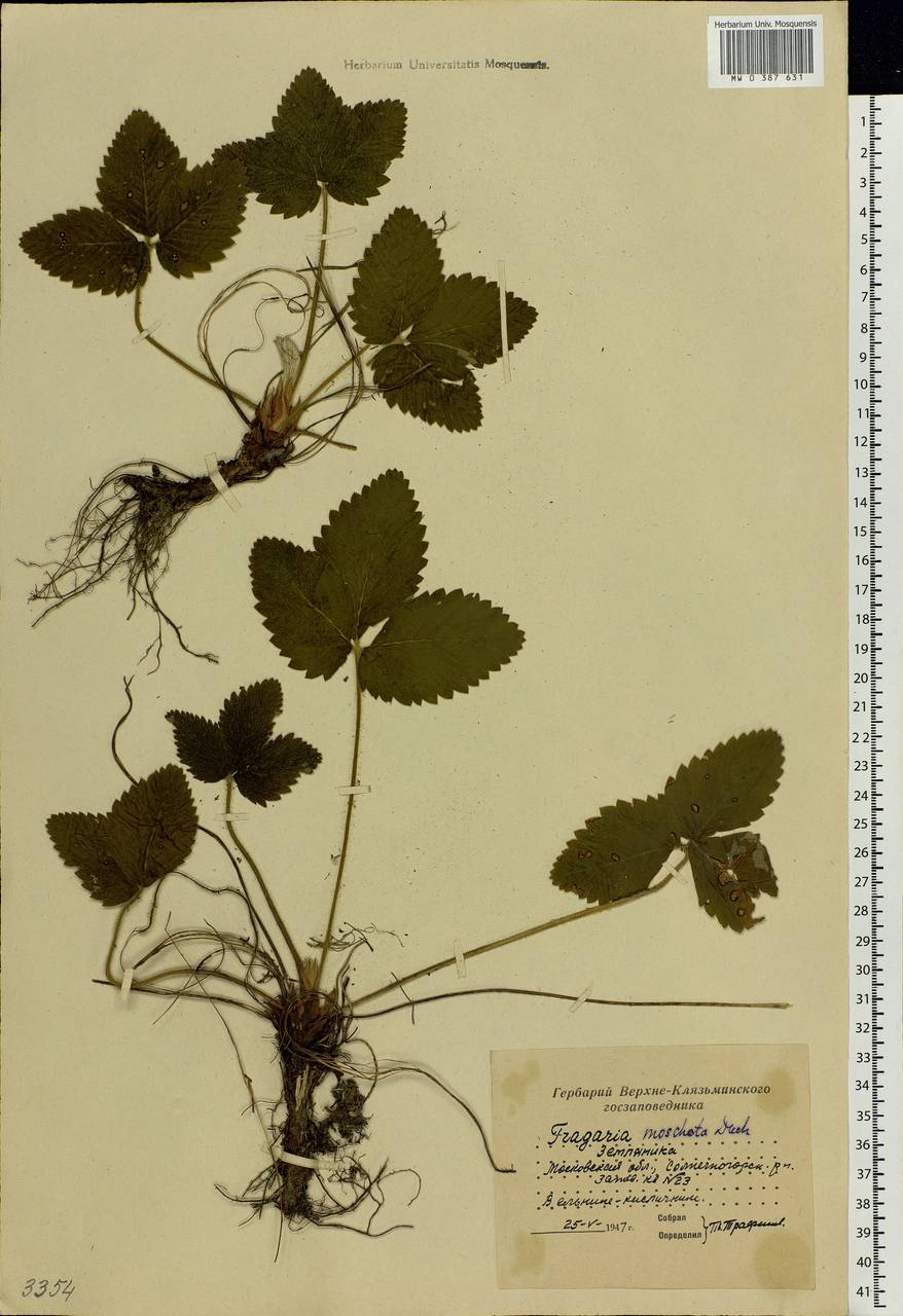 Fragaria moschata Duchesne, Eastern Europe, Moscow region (E4a) (Russia)