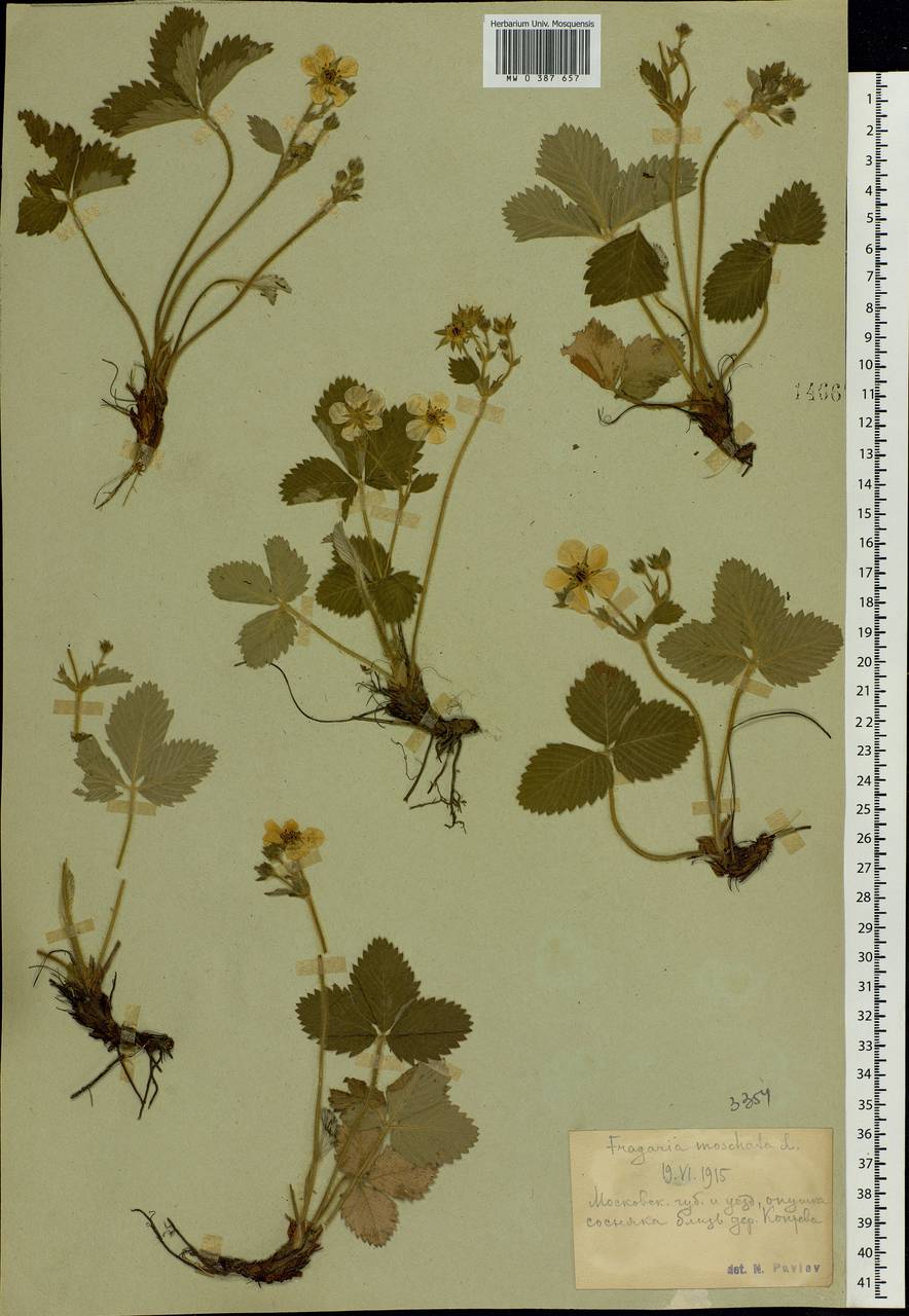 Fragaria moschata Duchesne, Eastern Europe, Moscow region (E4a) (Russia)