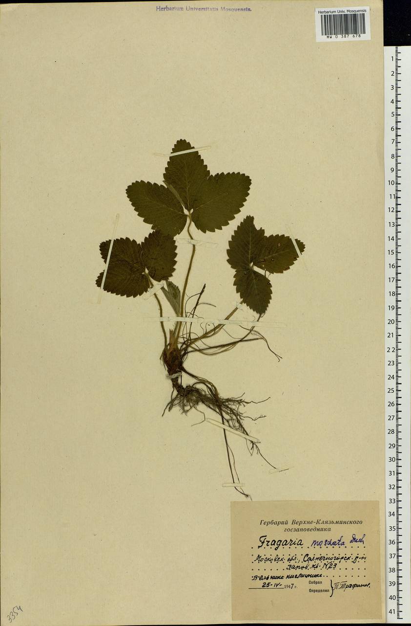 Fragaria moschata Duchesne, Eastern Europe, Moscow region (E4a) (Russia)