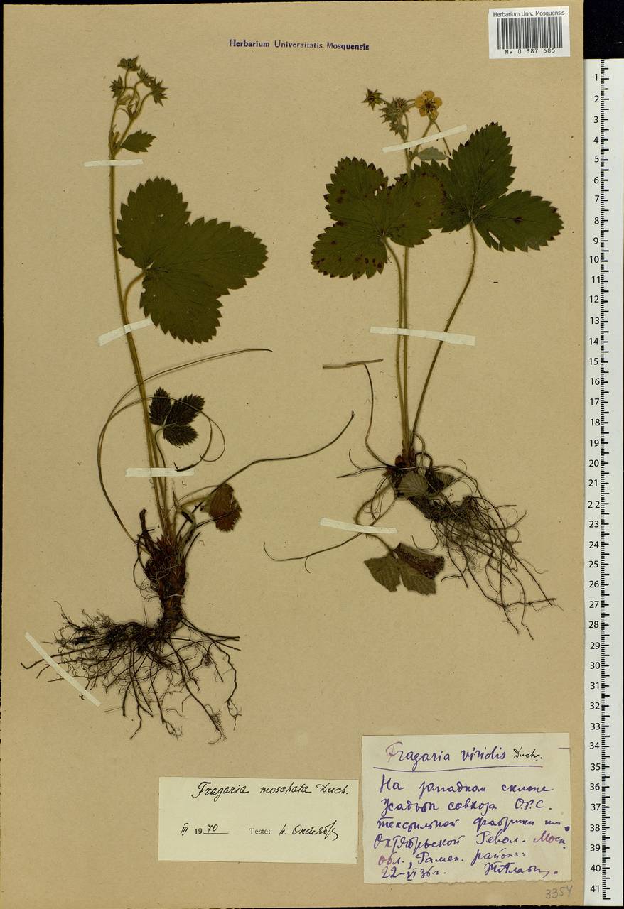 Fragaria moschata Duchesne, Eastern Europe, Moscow region (E4a) (Russia)
