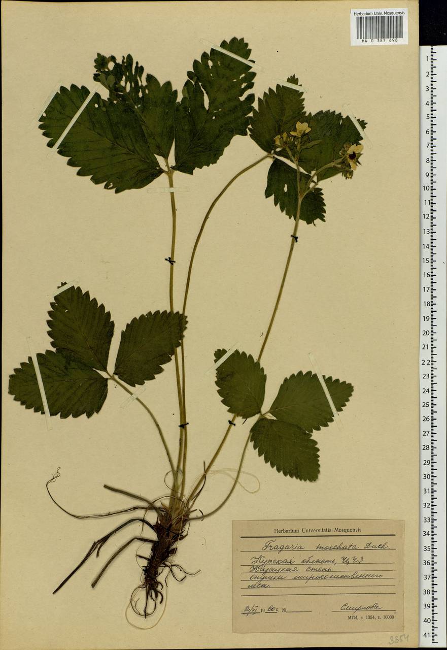 Fragaria moschata Duchesne, Eastern Europe, Central forest-and-steppe region (E6) (Russia)