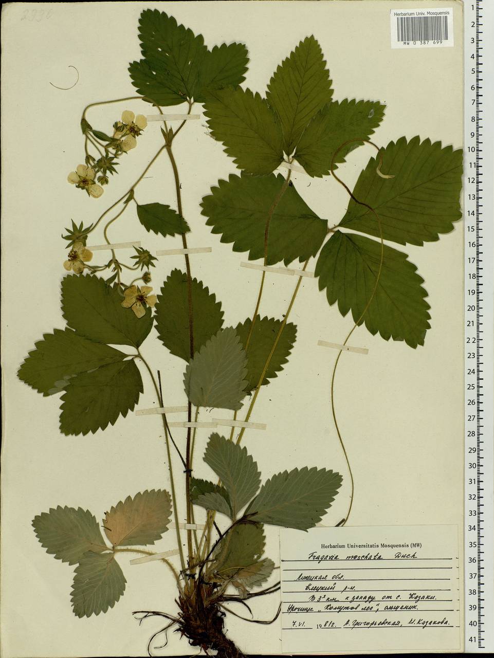 Fragaria moschata Duchesne, Eastern Europe, Central forest-and-steppe region (E6) (Russia)