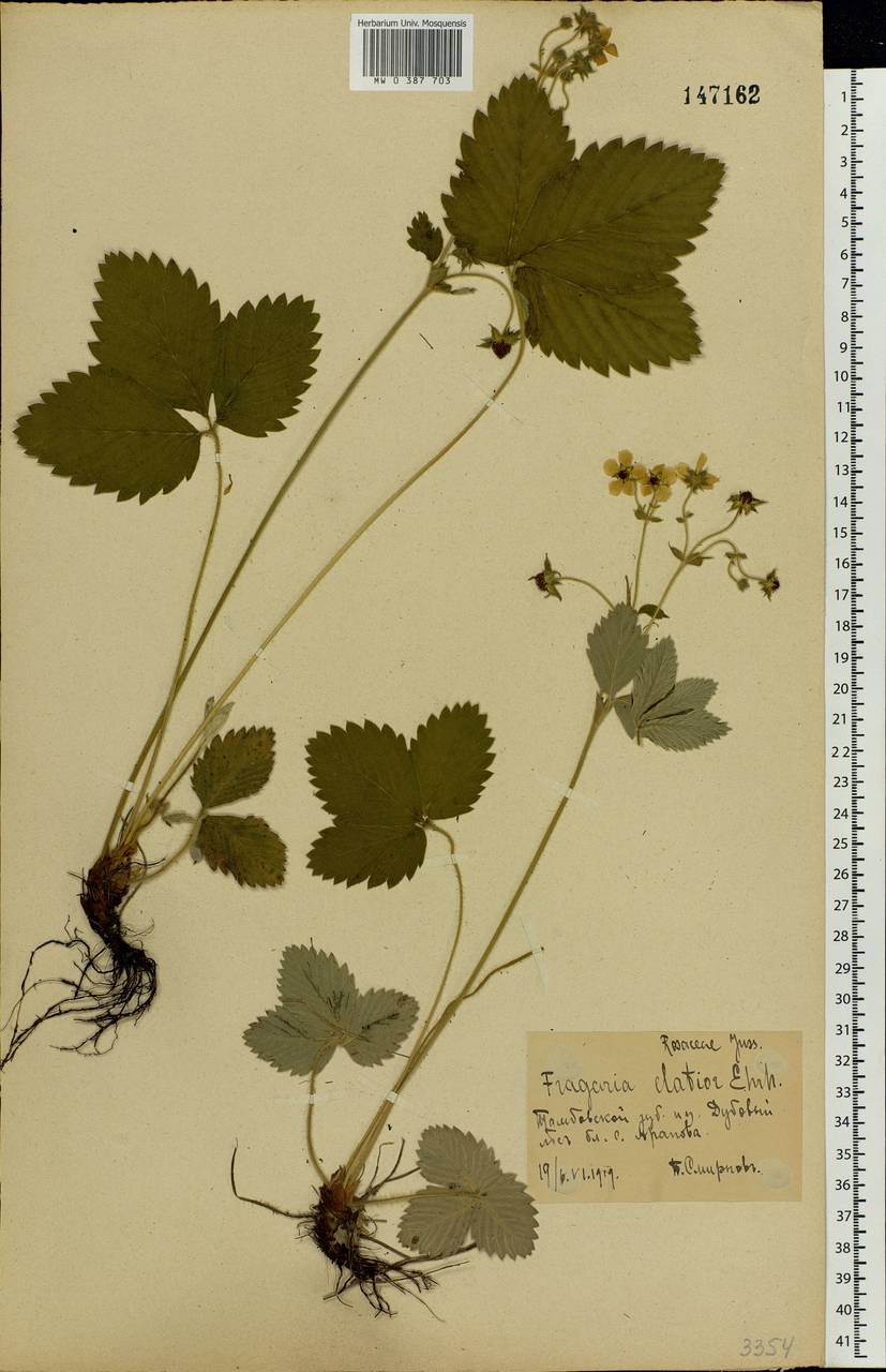 Fragaria moschata Duchesne, Eastern Europe, Central forest-and-steppe region (E6) (Russia)