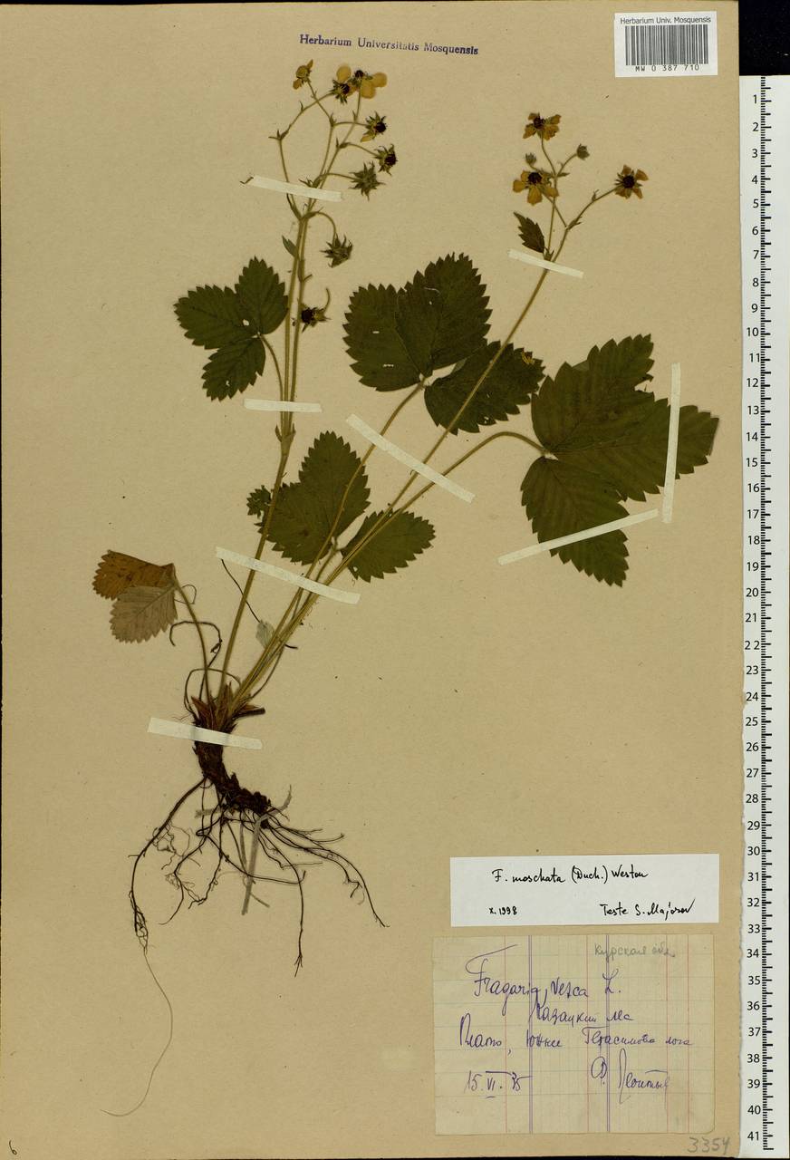 Fragaria moschata Duchesne, Eastern Europe, Central forest-and-steppe region (E6) (Russia)