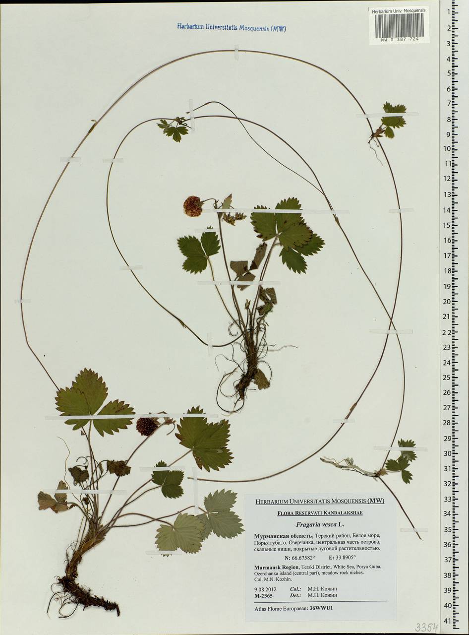 Fragaria vesca L., Eastern Europe, Northern region (E1) (Russia)