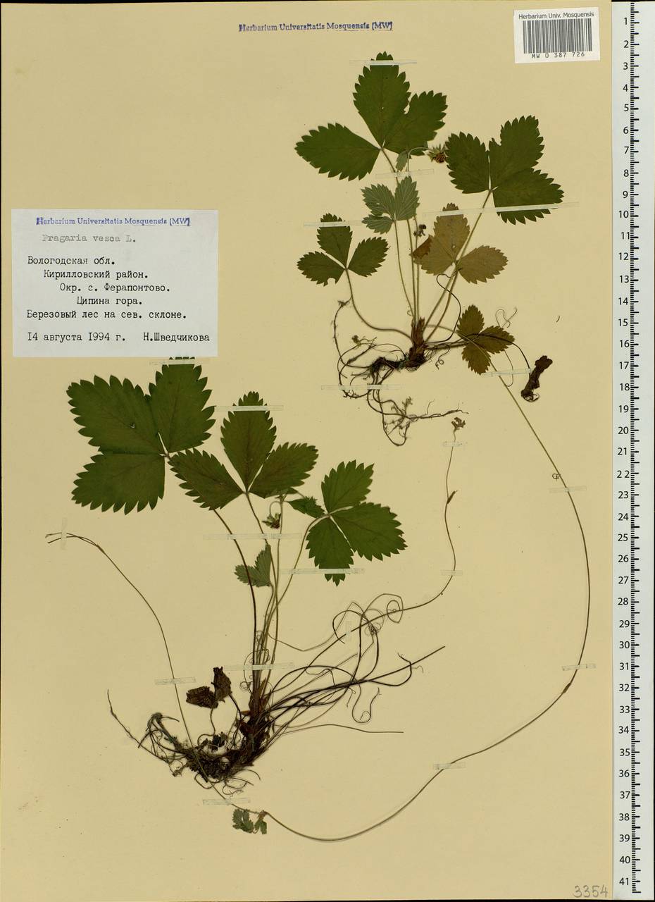 Fragaria vesca L., Eastern Europe, Northern region (E1) (Russia)
