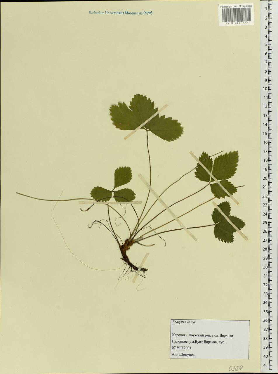 Fragaria vesca L., Eastern Europe, Northern region (E1) (Russia)