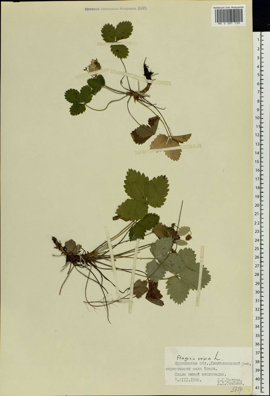 Fragaria vesca L., Eastern Europe, Northern region (E1) (Russia)