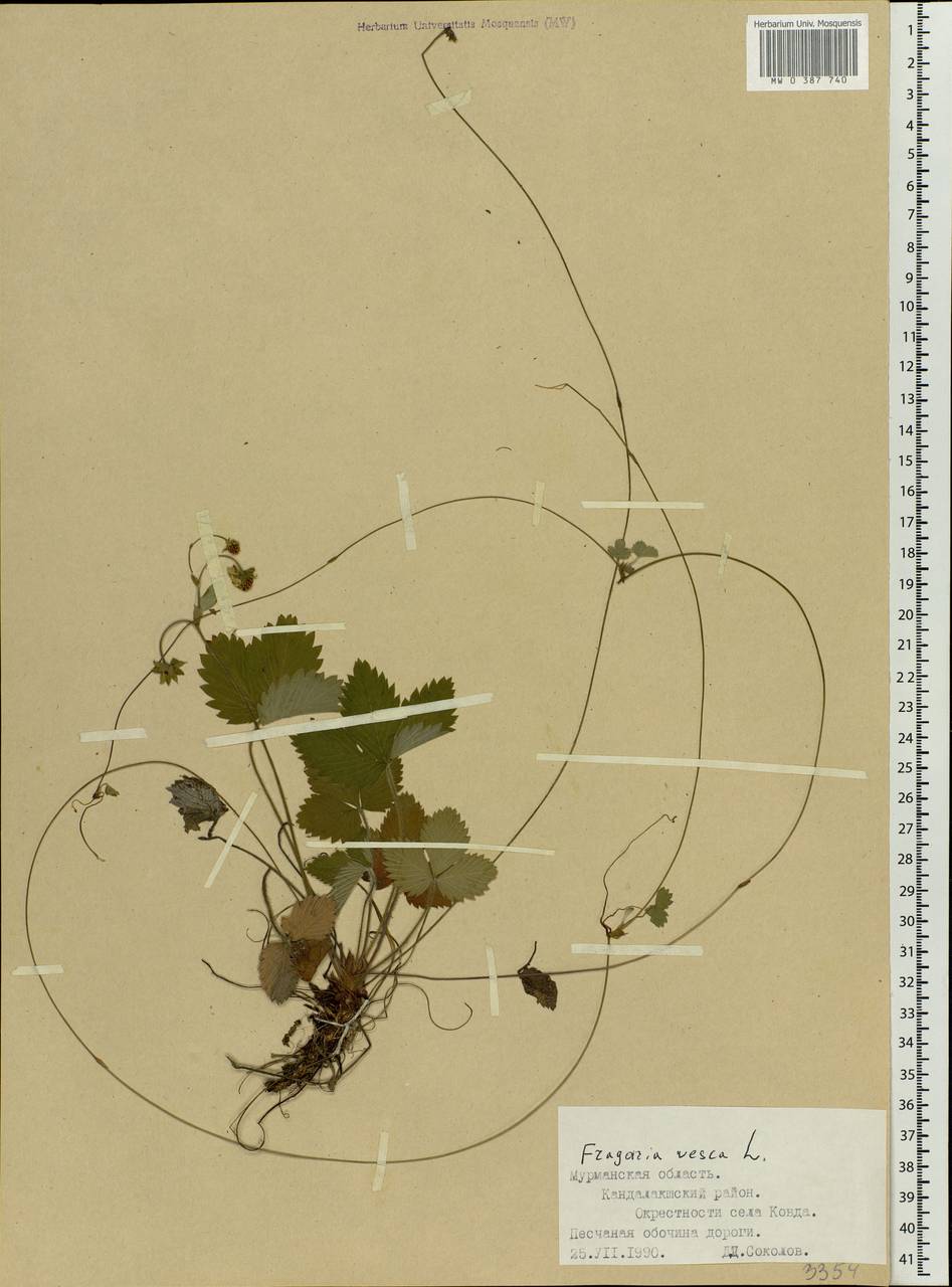 Fragaria vesca L., Eastern Europe, Northern region (E1) (Russia)