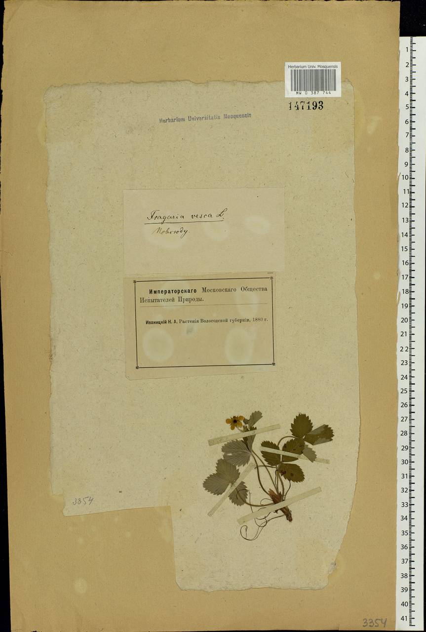 Fragaria vesca L., Eastern Europe, Northern region (E1) (Russia)