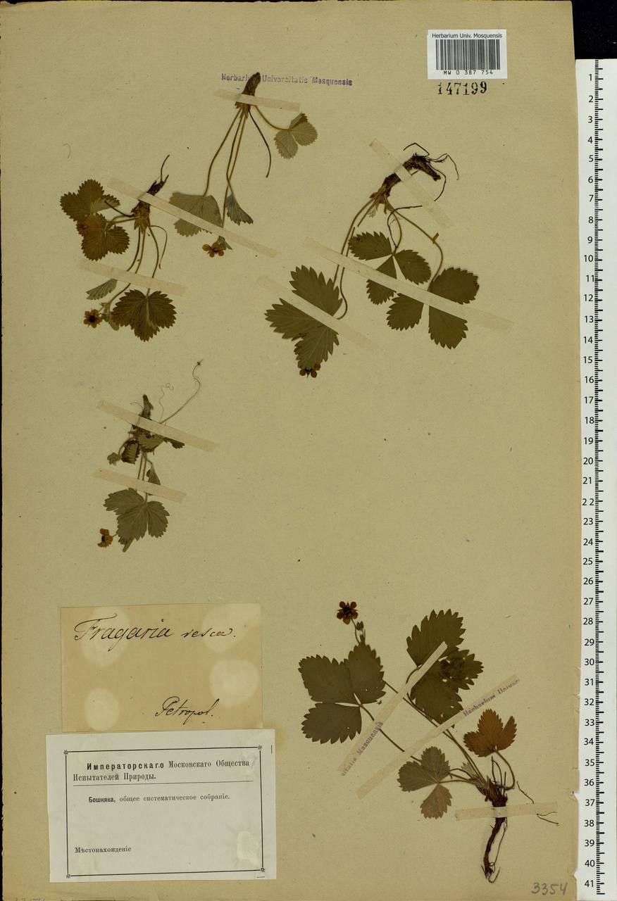 Fragaria vesca L., Eastern Europe, North-Western region (E2) (Russia)