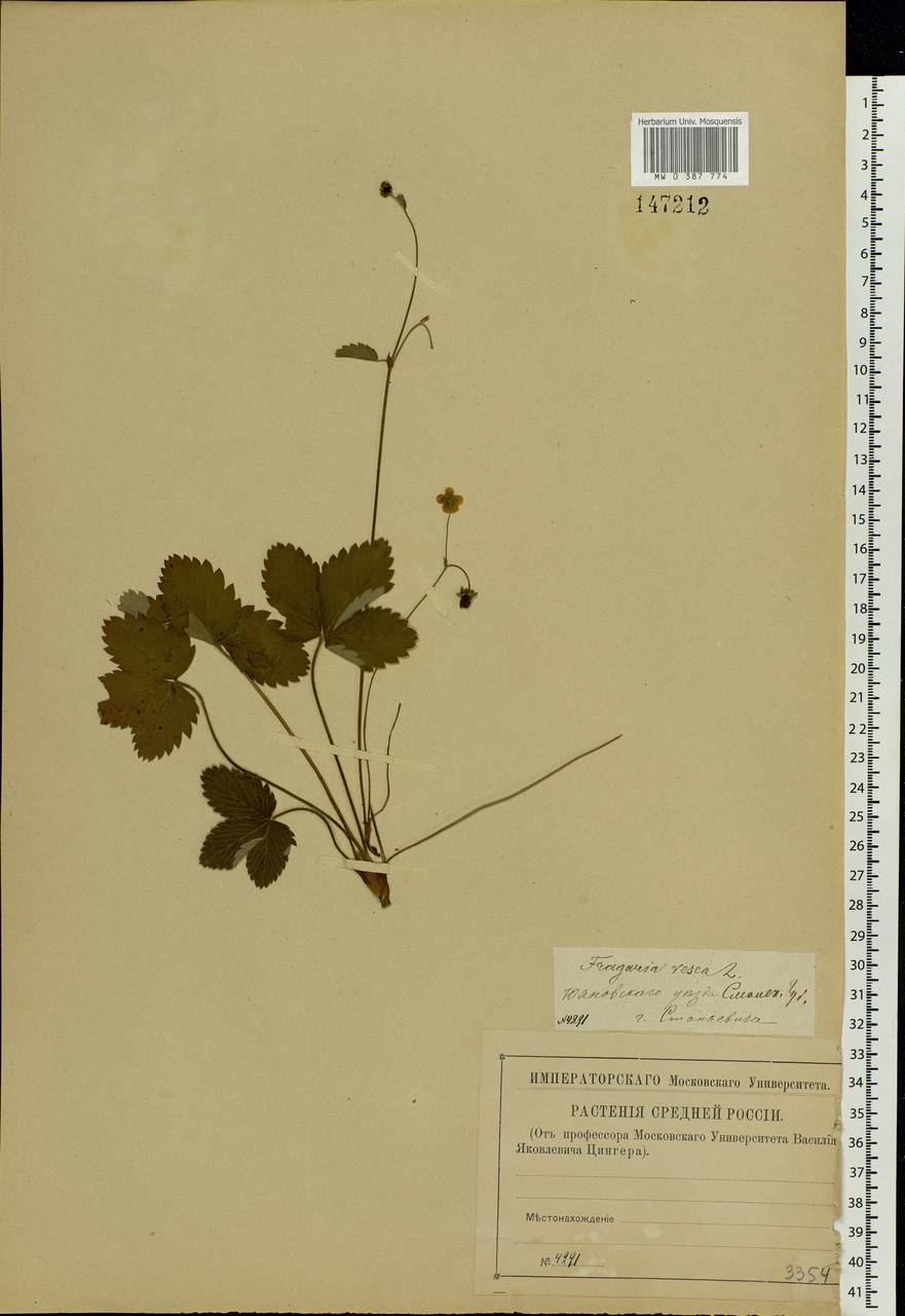 Fragaria vesca L., Eastern Europe, Central region (E4) (Russia)