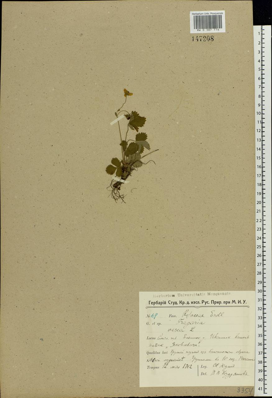 Fragaria vesca L., Eastern Europe, Western region (E3) (Russia)