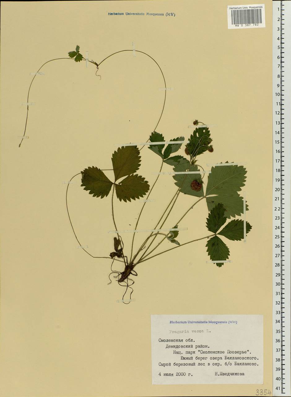 Fragaria vesca L., Eastern Europe, Western region (E3) (Russia)