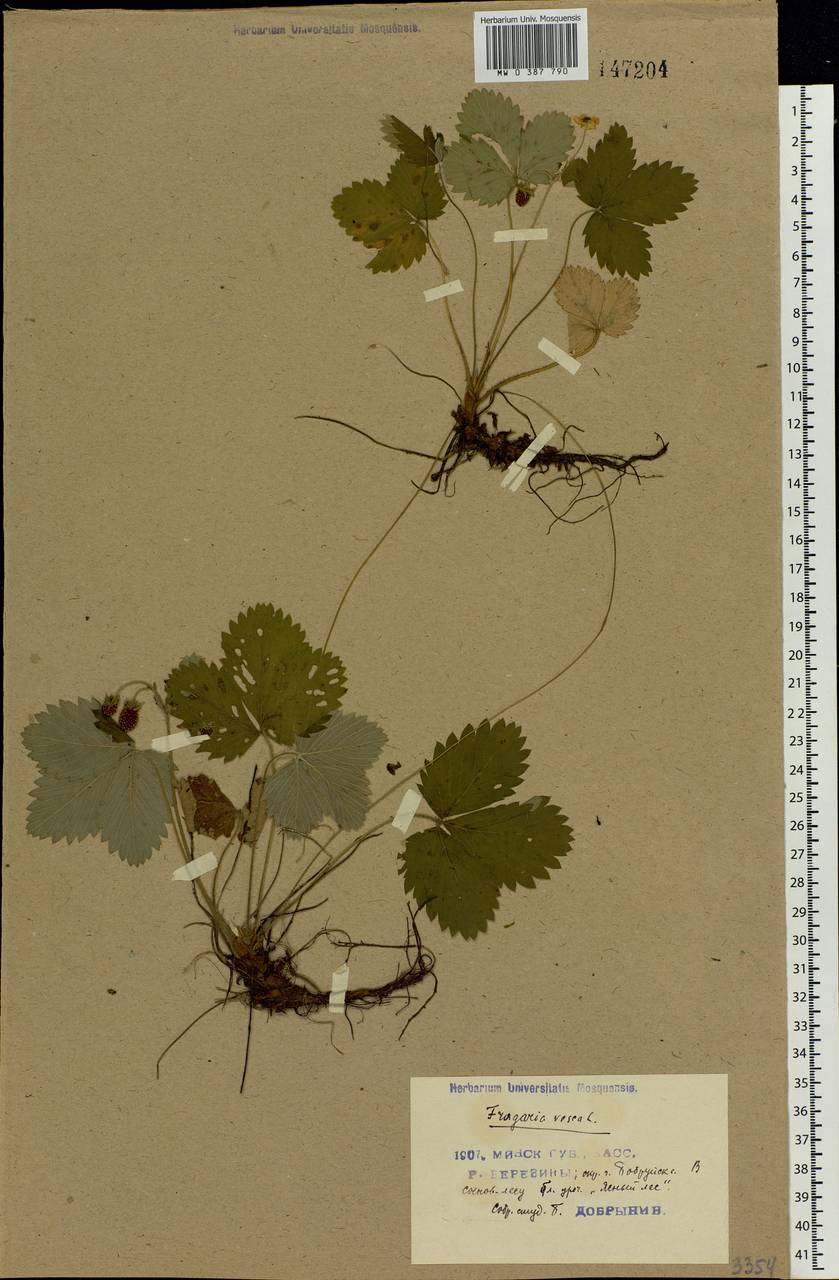 Fragaria vesca L., Eastern Europe, Belarus (E3a) (Belarus)