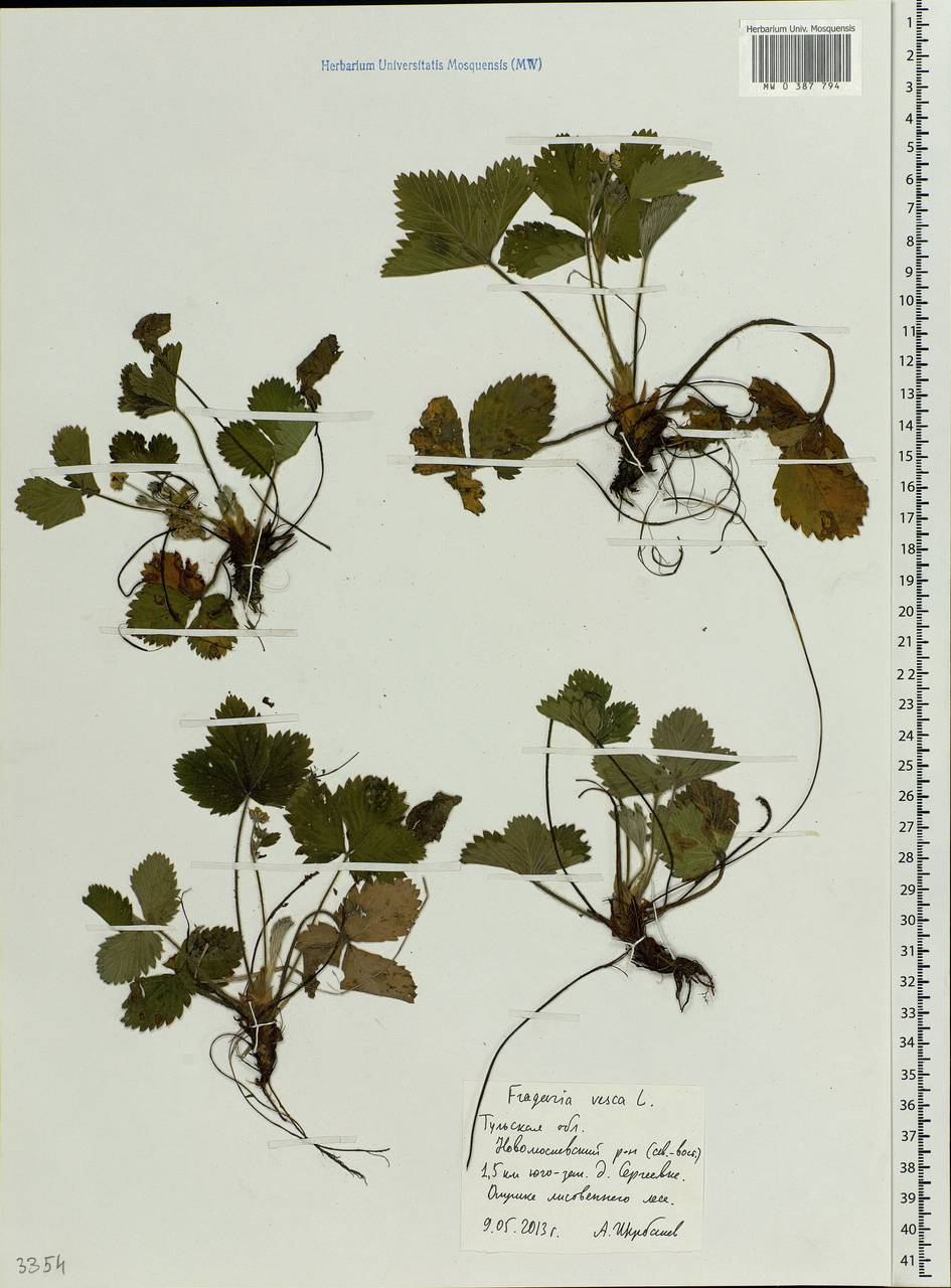 Fragaria vesca L., Eastern Europe, Central region (E4) (Russia)
