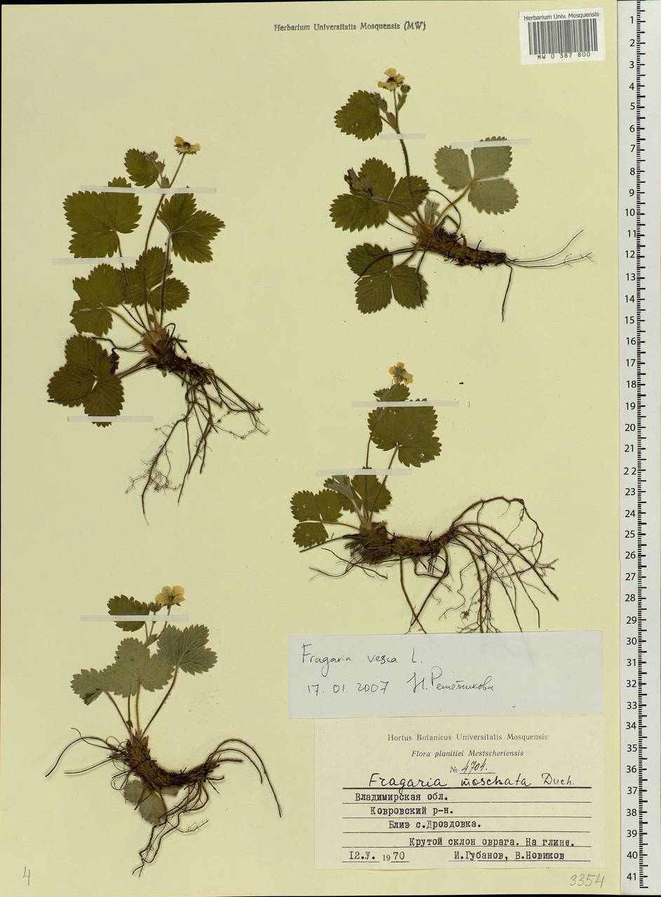 Fragaria vesca L., Eastern Europe, Central region (E4) (Russia)