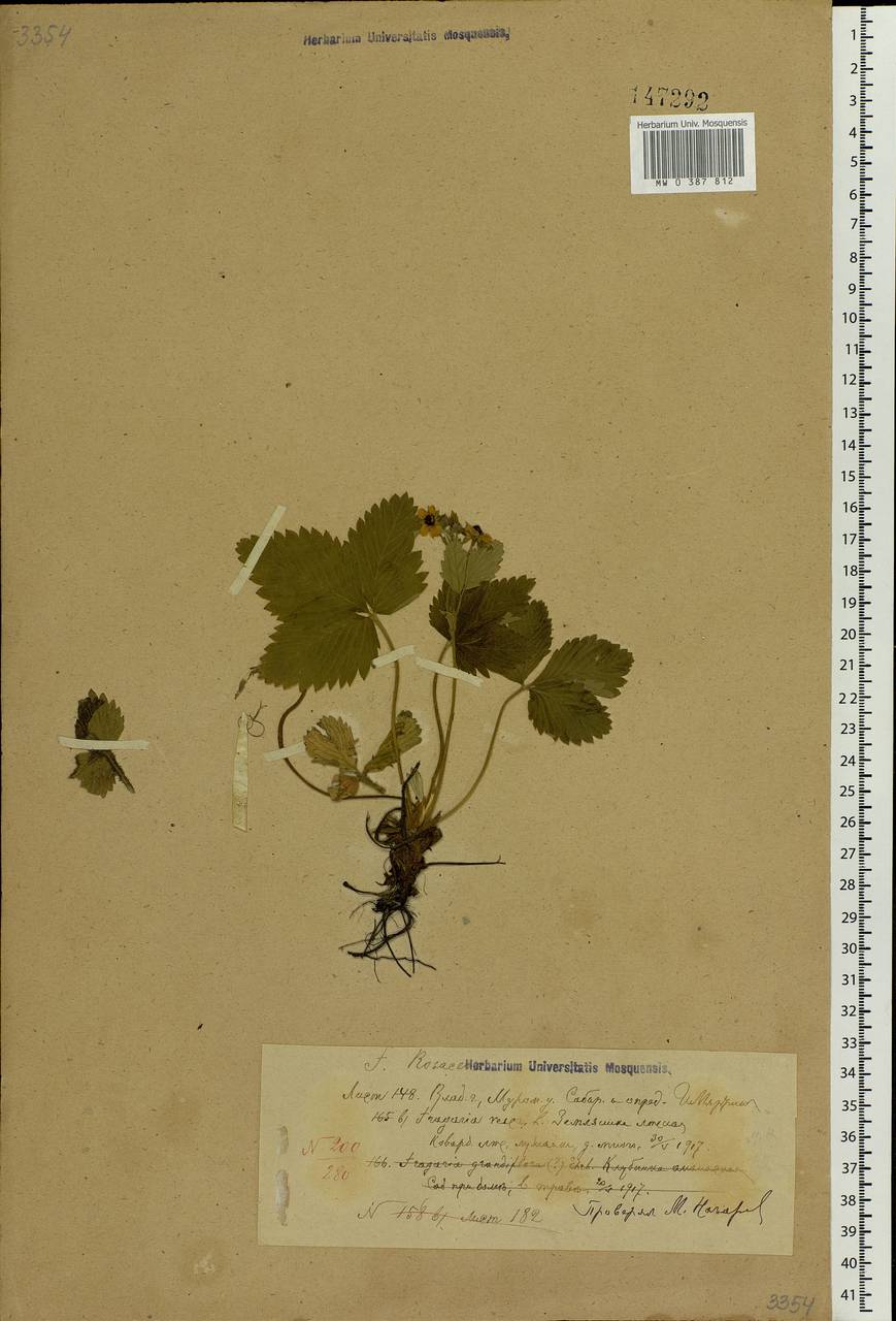 Fragaria vesca L., Eastern Europe, Central region (E4) (Russia)