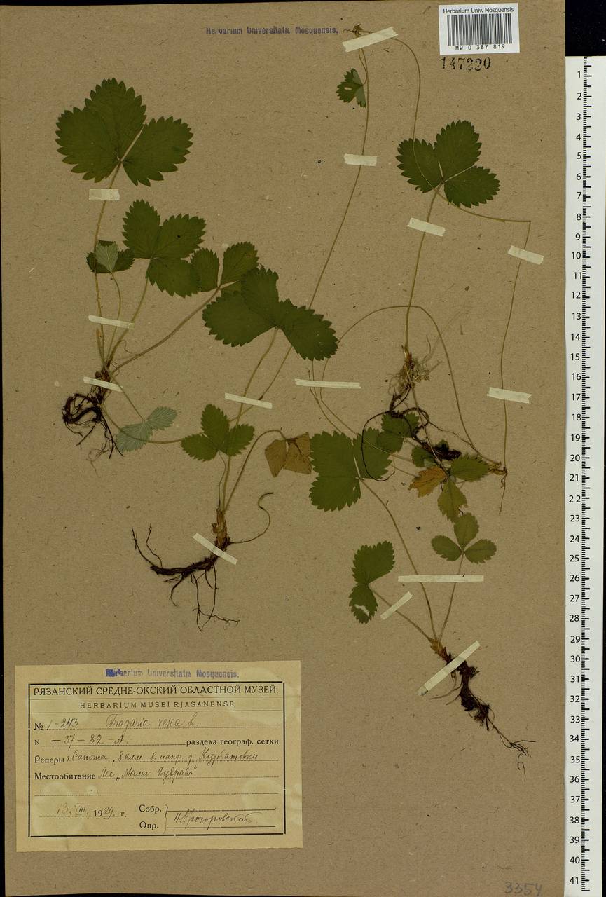 Fragaria vesca L., Eastern Europe, Central region (E4) (Russia)