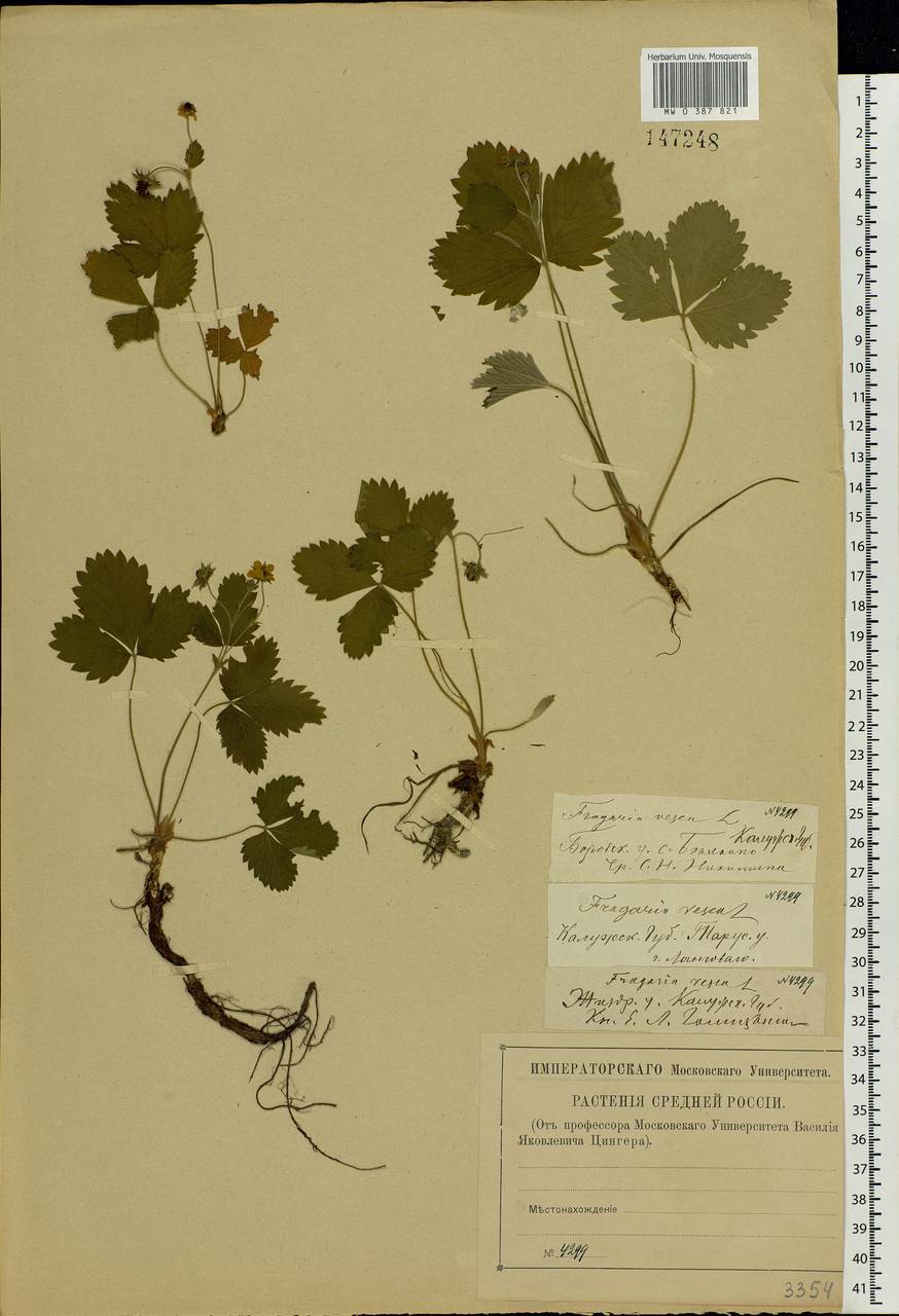 Fragaria vesca L., Eastern Europe, Central region (E4) (Russia)