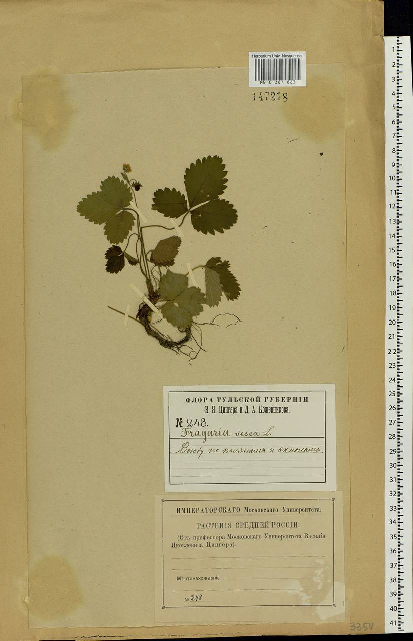 Fragaria vesca L., Eastern Europe, Central region (E4) (Russia)