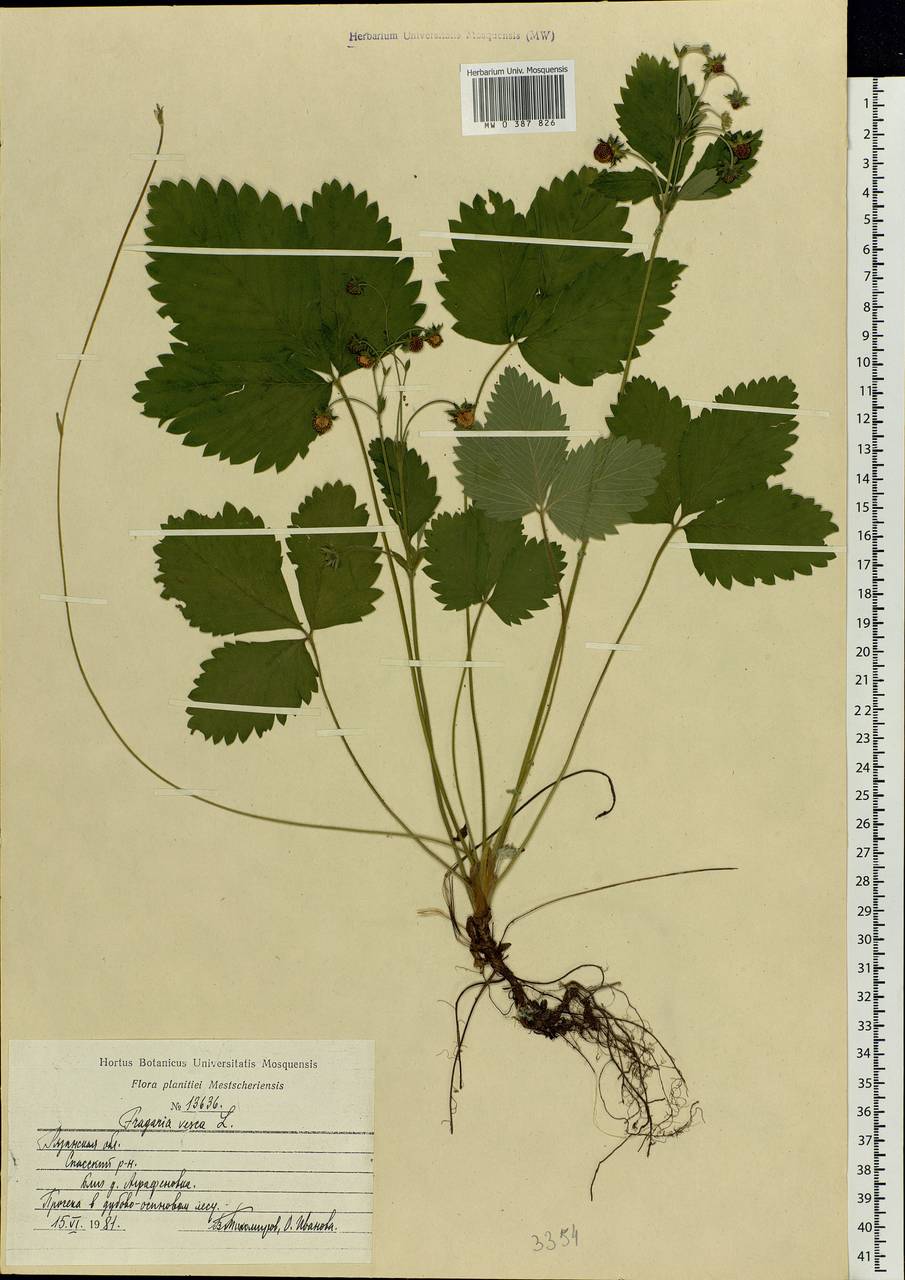 Fragaria vesca L., Eastern Europe, Central region (E4) (Russia)