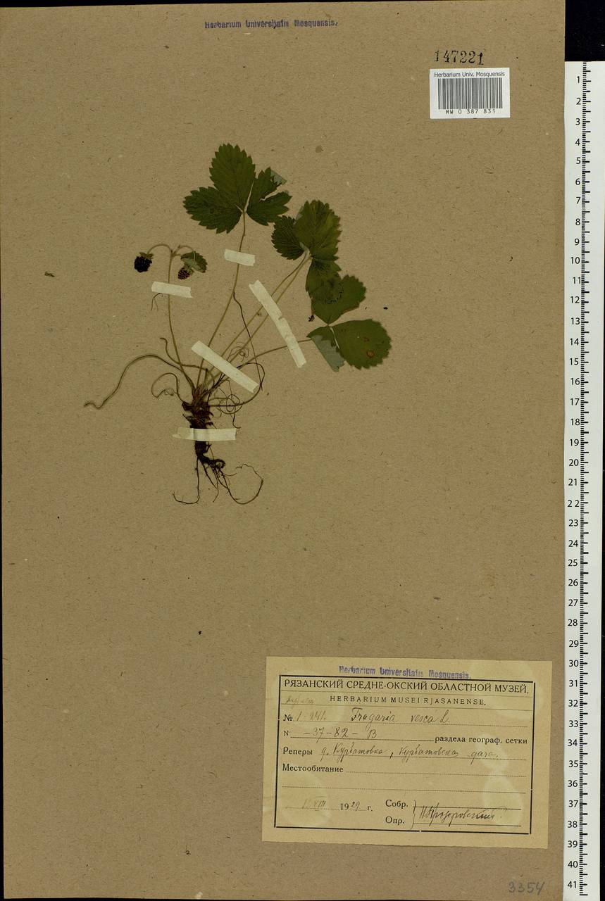 Fragaria vesca L., Eastern Europe, Central region (E4) (Russia)