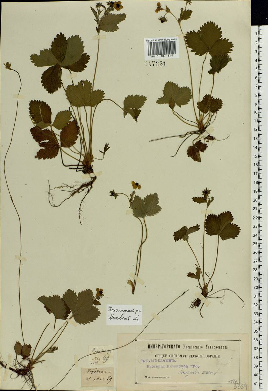 Fragaria vesca L., Eastern Europe, Moscow region (E4a) (Russia)