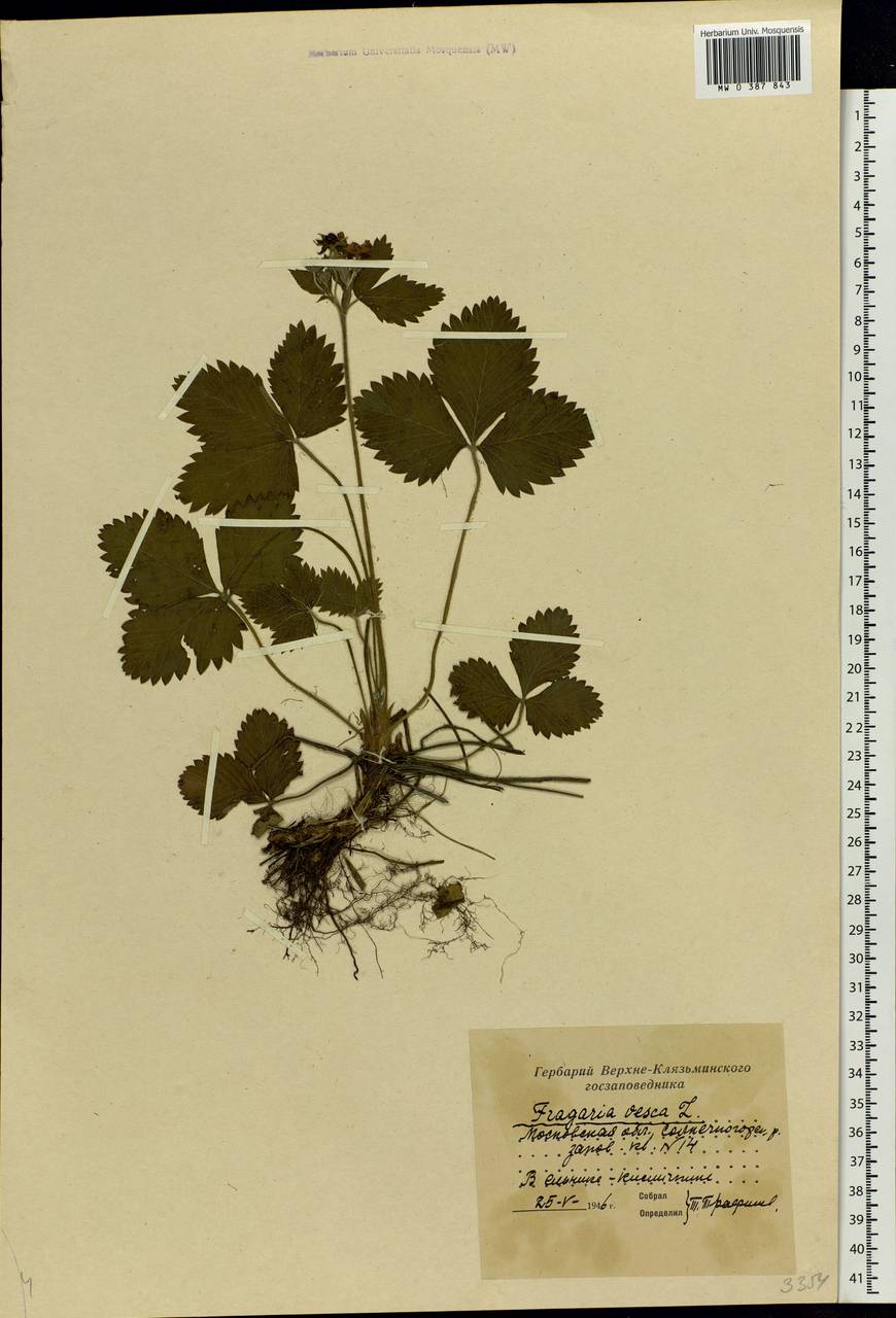 Fragaria vesca L., Eastern Europe, Moscow region (E4a) (Russia)