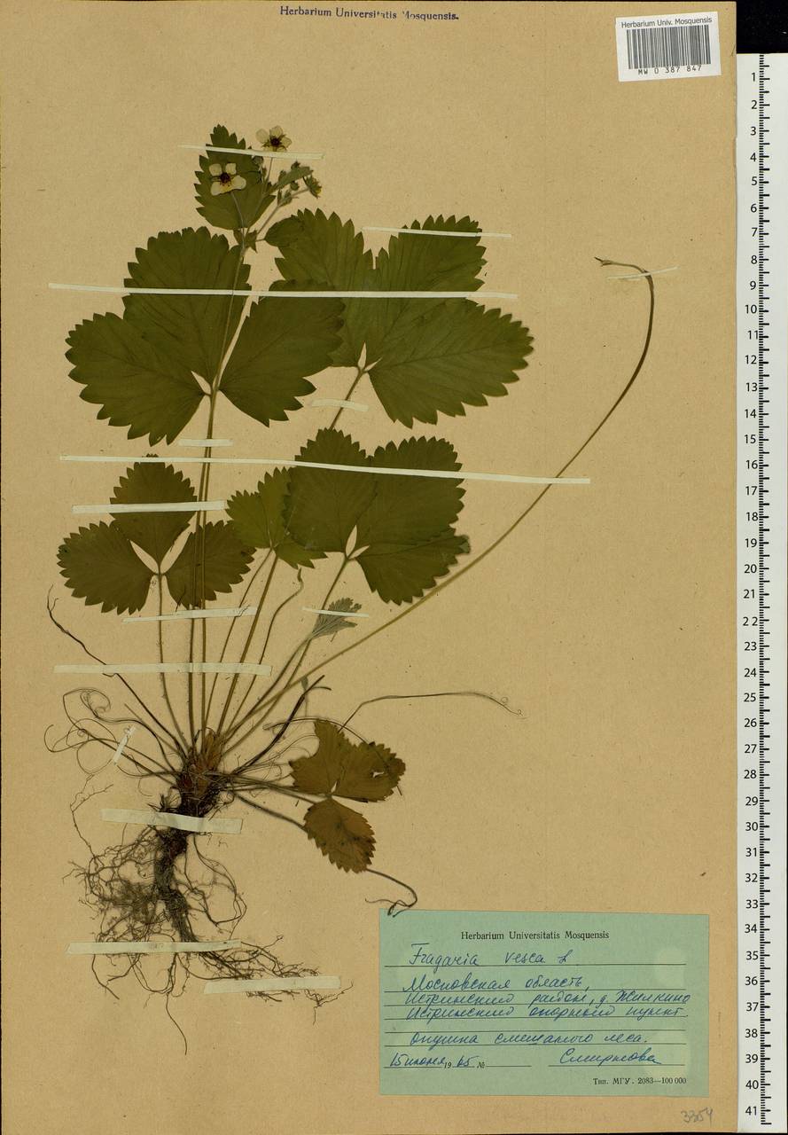 Fragaria vesca L., Eastern Europe, Moscow region (E4a) (Russia)