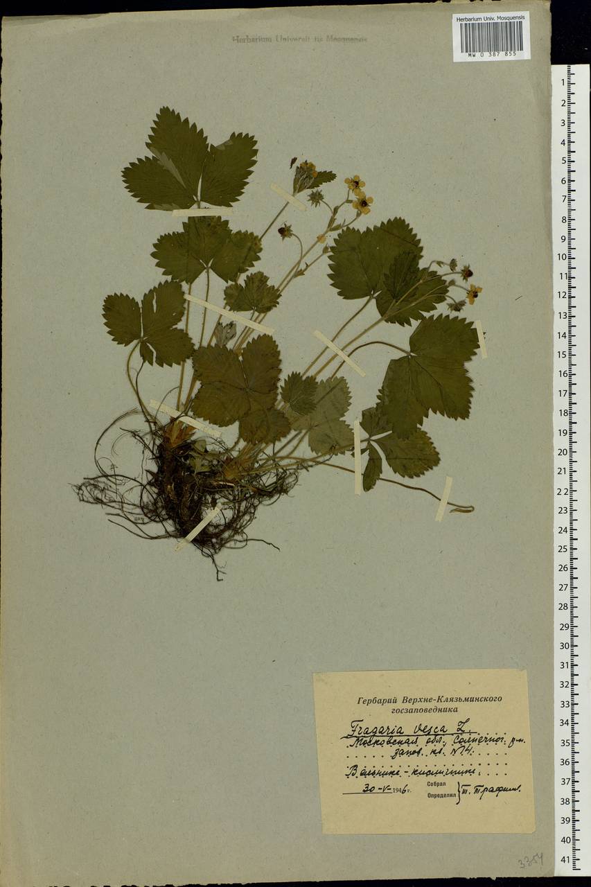 Fragaria vesca L., Eastern Europe, Moscow region (E4a) (Russia)