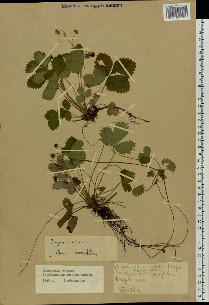 Fragaria vesca L., Eastern Europe, Moscow region (E4a) (Russia)