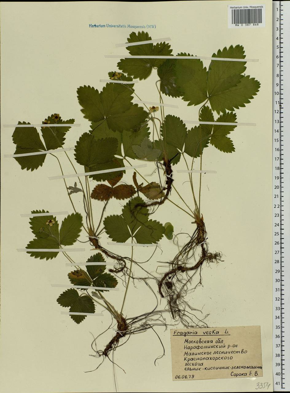 Fragaria vesca L., Eastern Europe, Moscow region (E4a) (Russia)