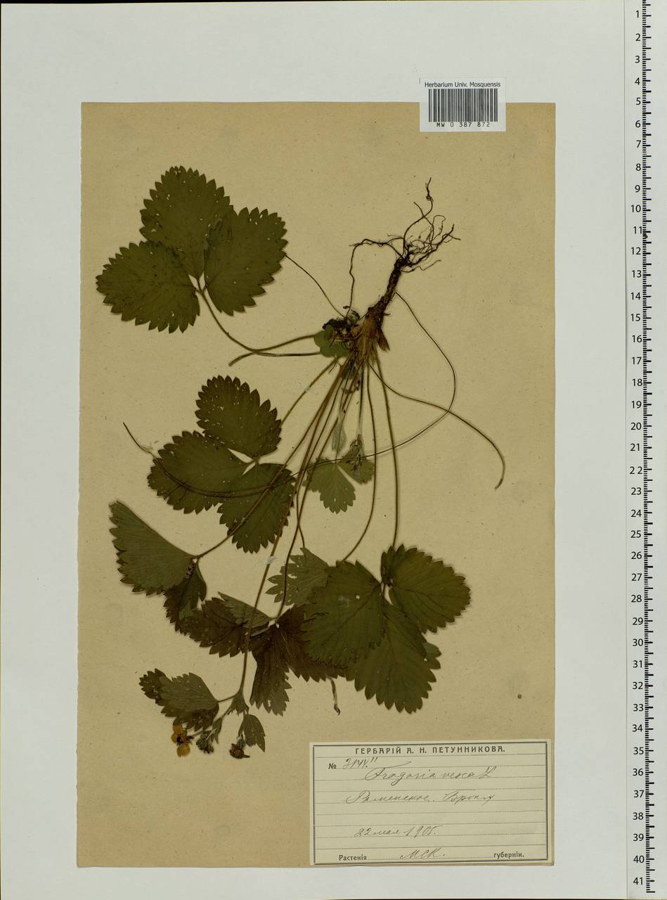 Fragaria vesca L., Eastern Europe, Moscow region (E4a) (Russia)