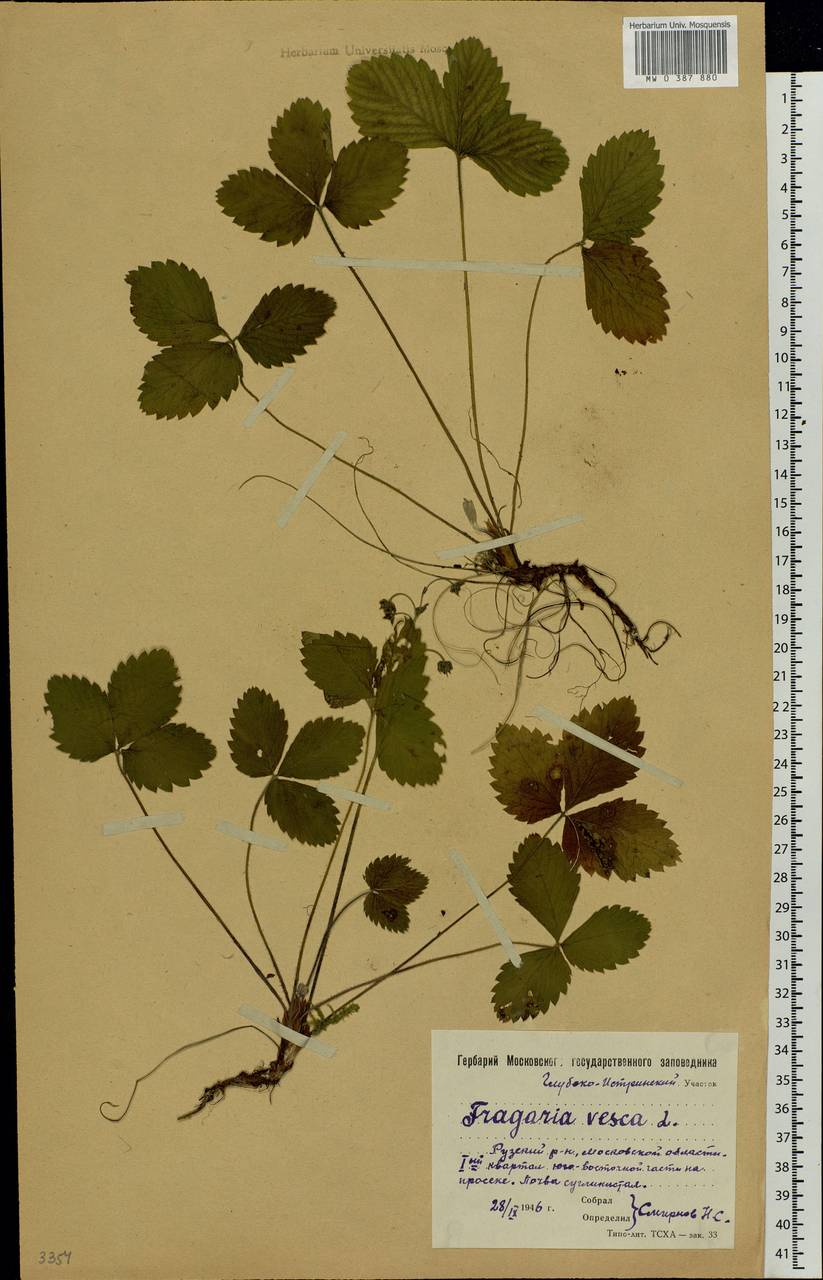 Fragaria vesca L., Eastern Europe, Moscow region (E4a) (Russia)