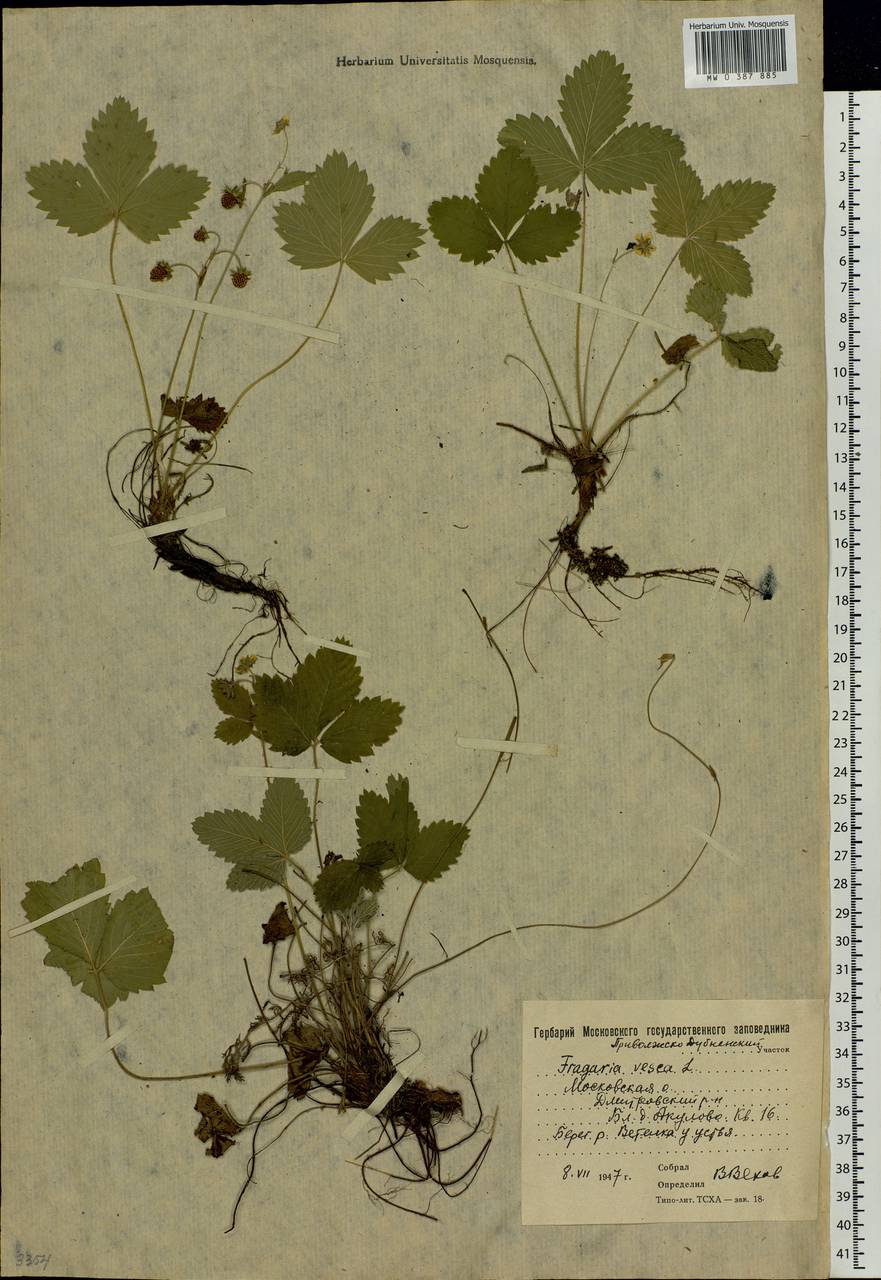 Fragaria vesca L., Eastern Europe, Moscow region (E4a) (Russia)