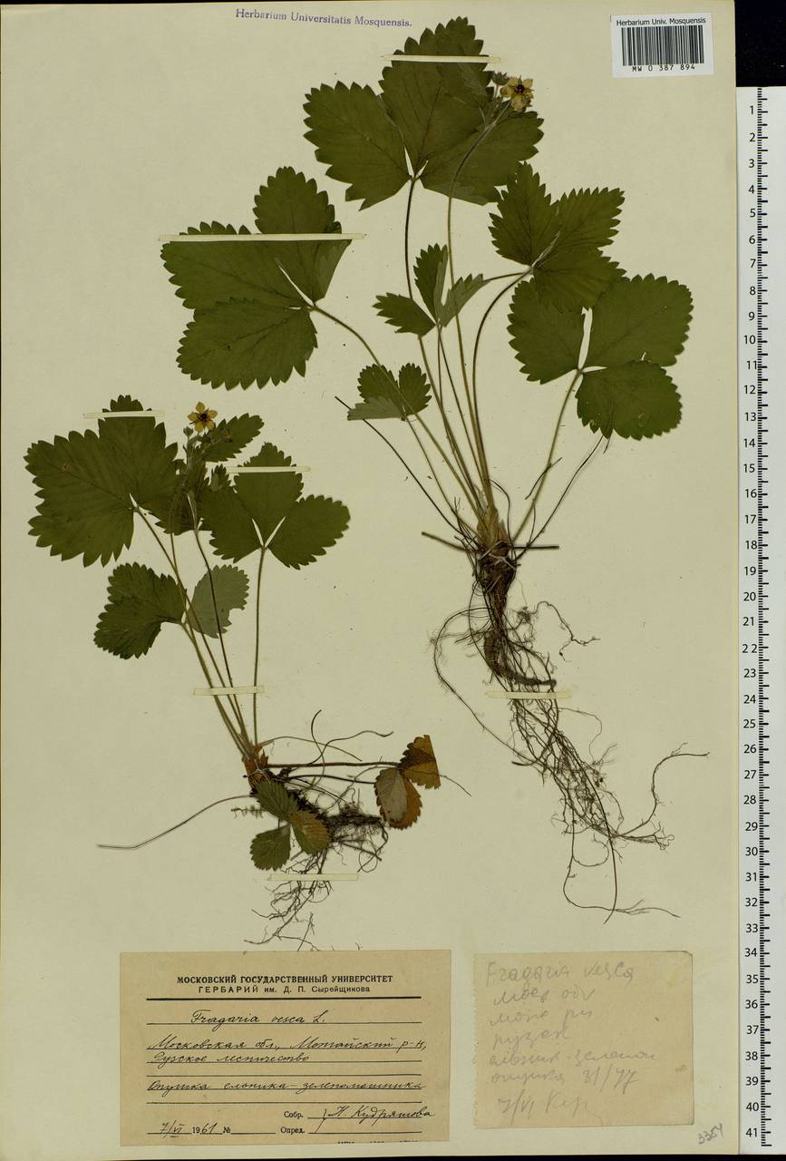 Fragaria vesca L., Eastern Europe, Moscow region (E4a) (Russia)