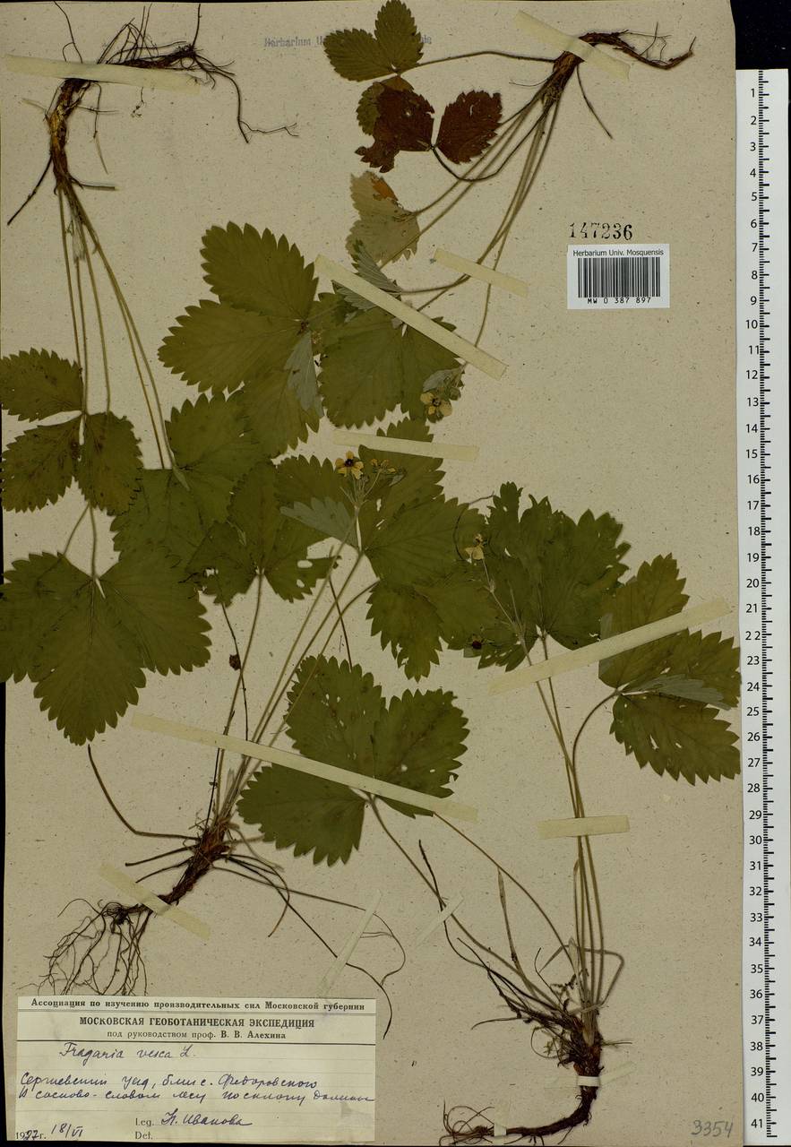 Fragaria vesca L., Eastern Europe, Moscow region (E4a) (Russia)