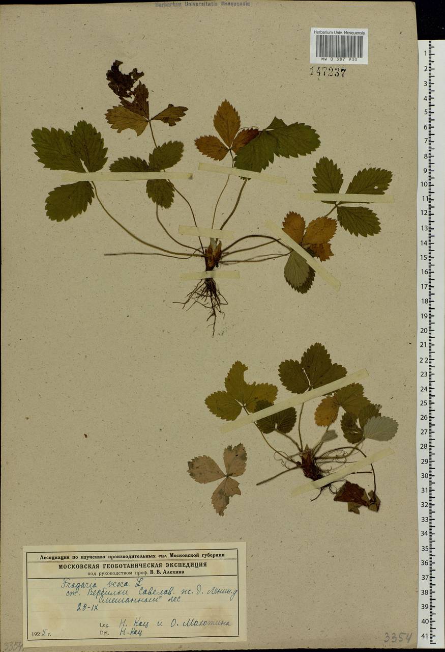 Fragaria vesca L., Eastern Europe, Moscow region (E4a) (Russia)