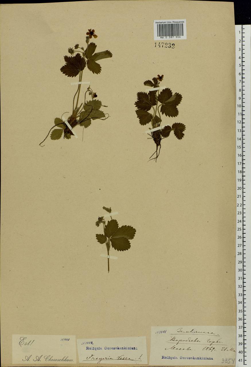 Fragaria vesca L., Eastern Europe, Moscow region (E4a) (Russia)