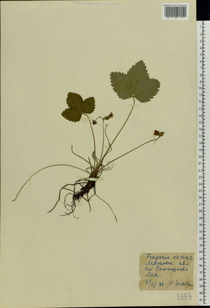 Fragaria vesca L., Eastern Europe, Moscow region (E4a) (Russia)