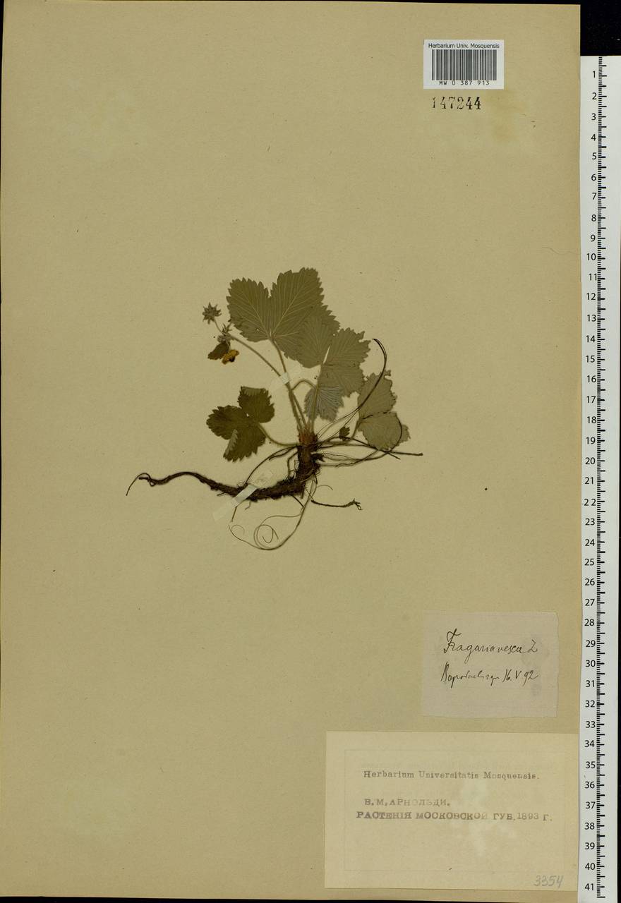 Fragaria vesca L., Eastern Europe, Moscow region (E4a) (Russia)