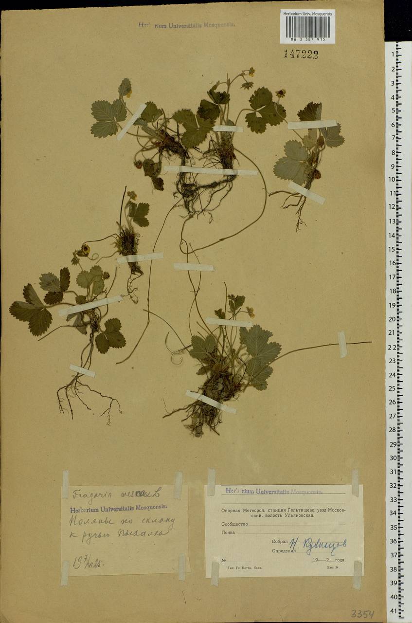 Fragaria vesca L., Eastern Europe, Moscow region (E4a) (Russia)