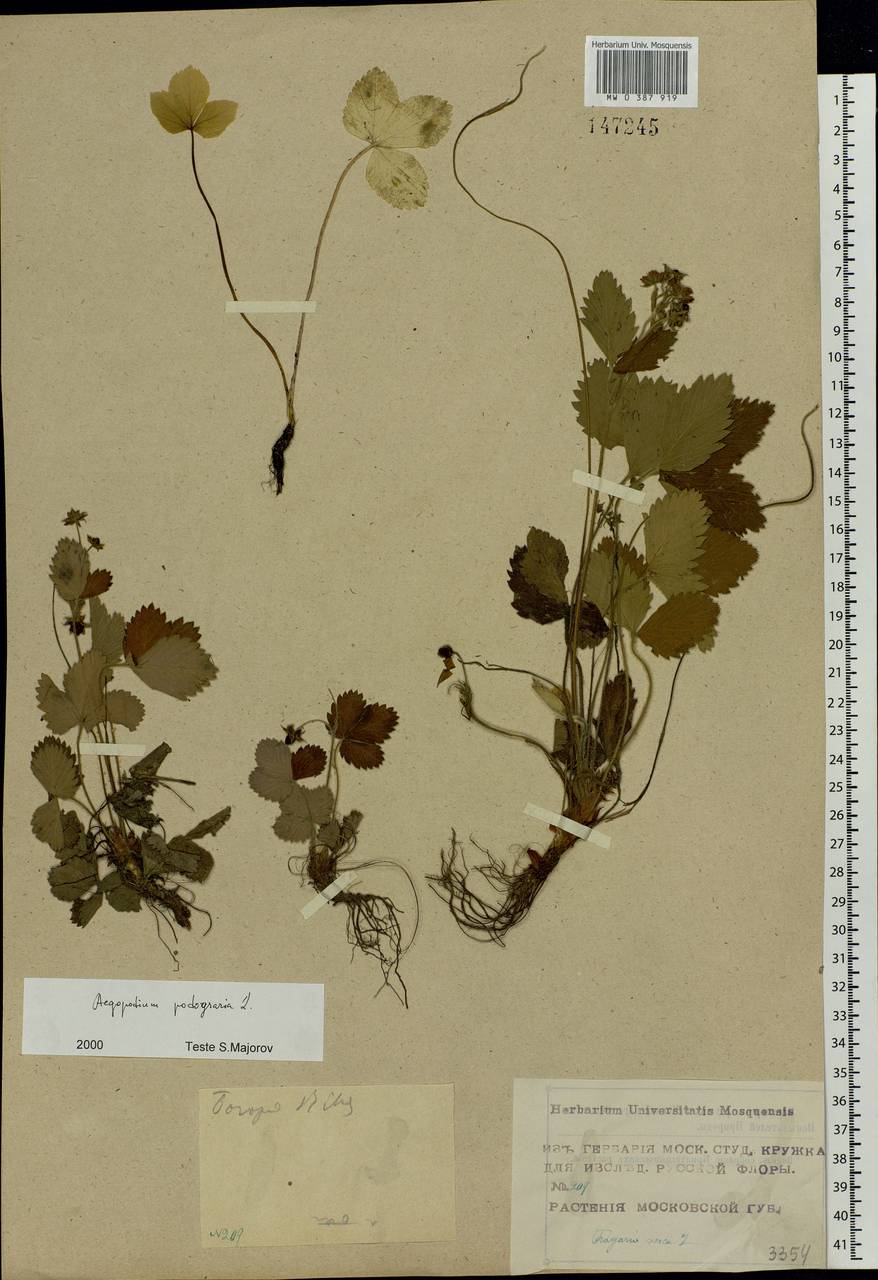 Fragaria vesca L., Eastern Europe, Moscow region (E4a) (Russia)