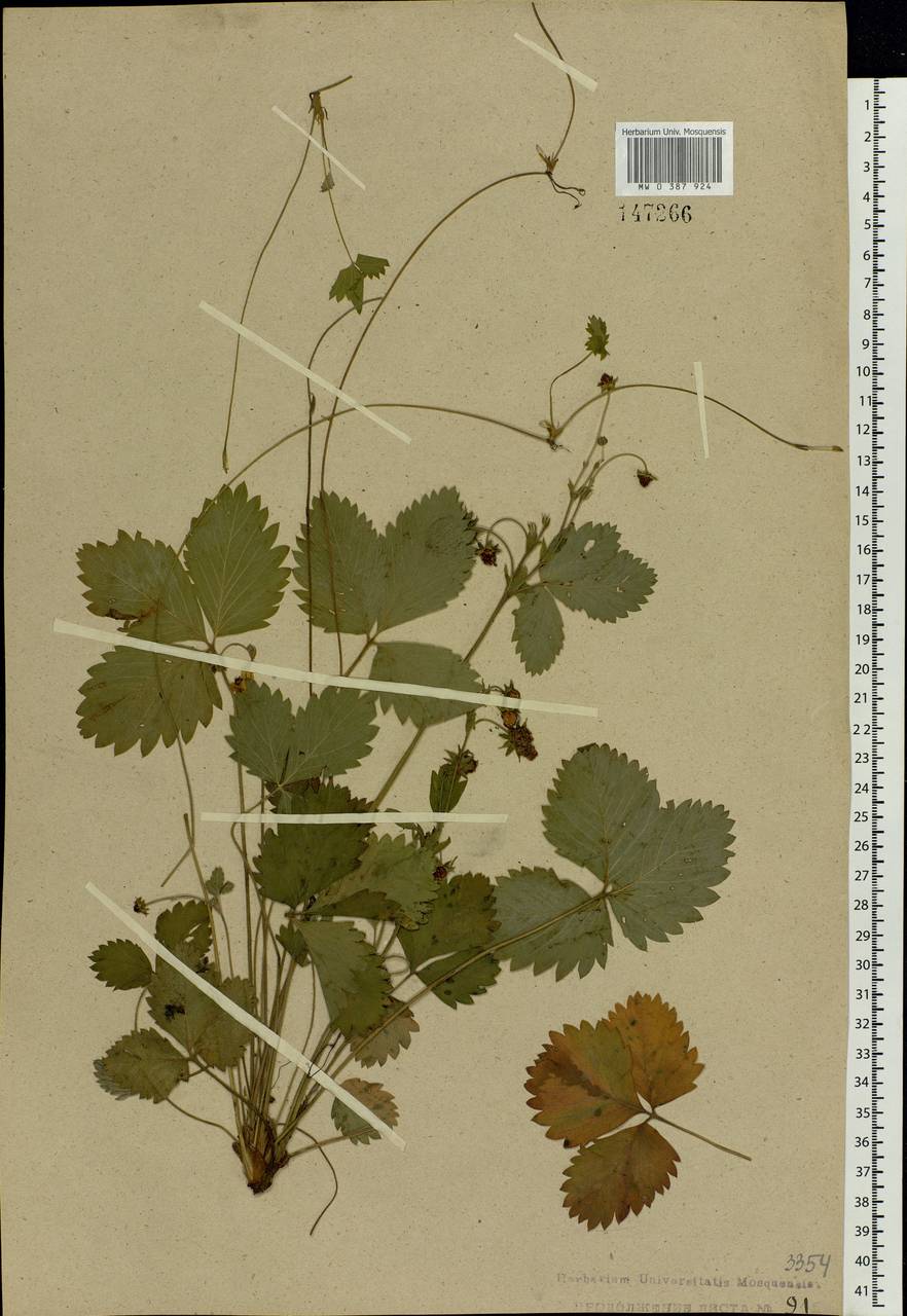 Fragaria vesca L., Eastern Europe, Central forest region (E5) (Russia)