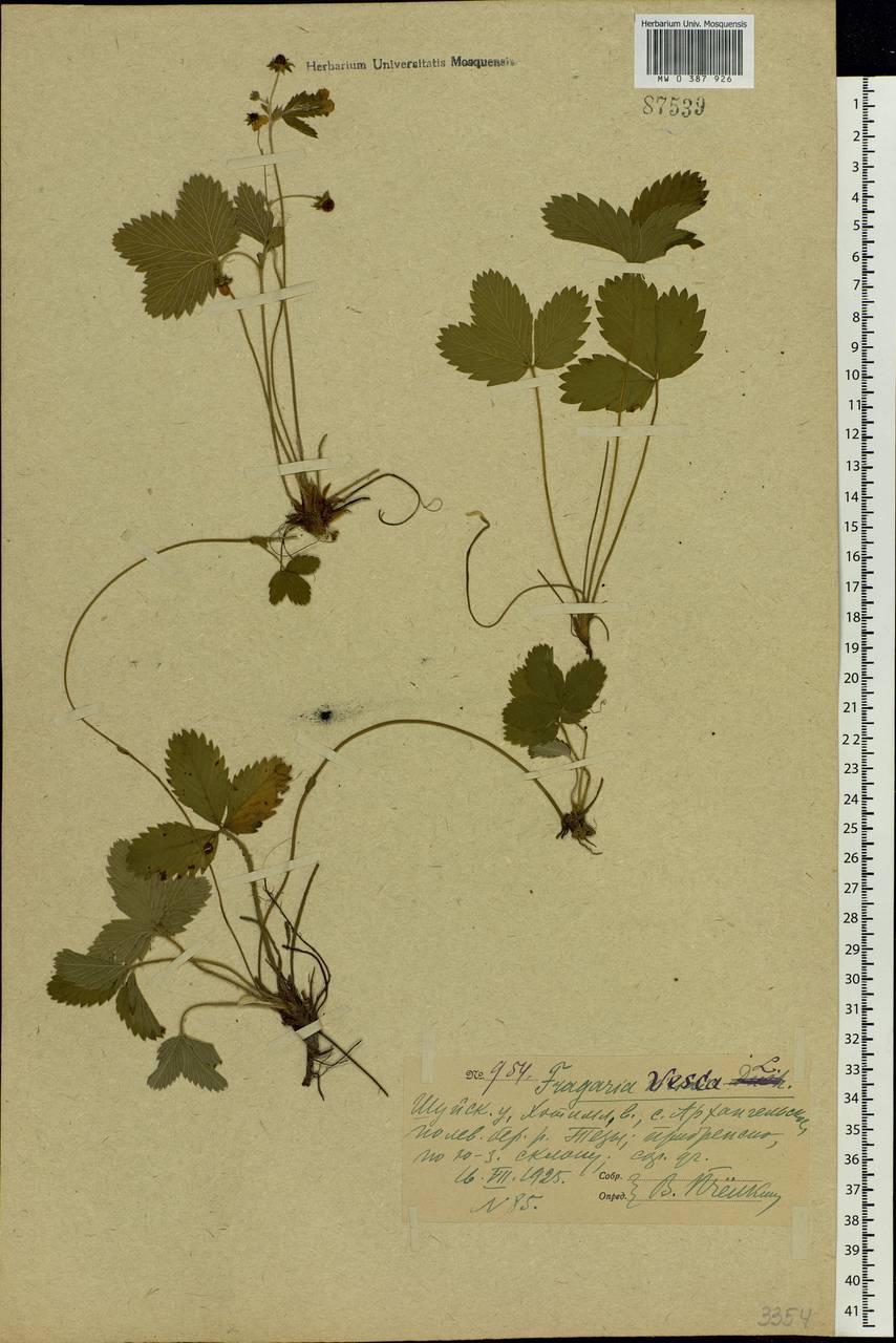 Fragaria vesca L., Eastern Europe, Central forest region (E5) (Russia)